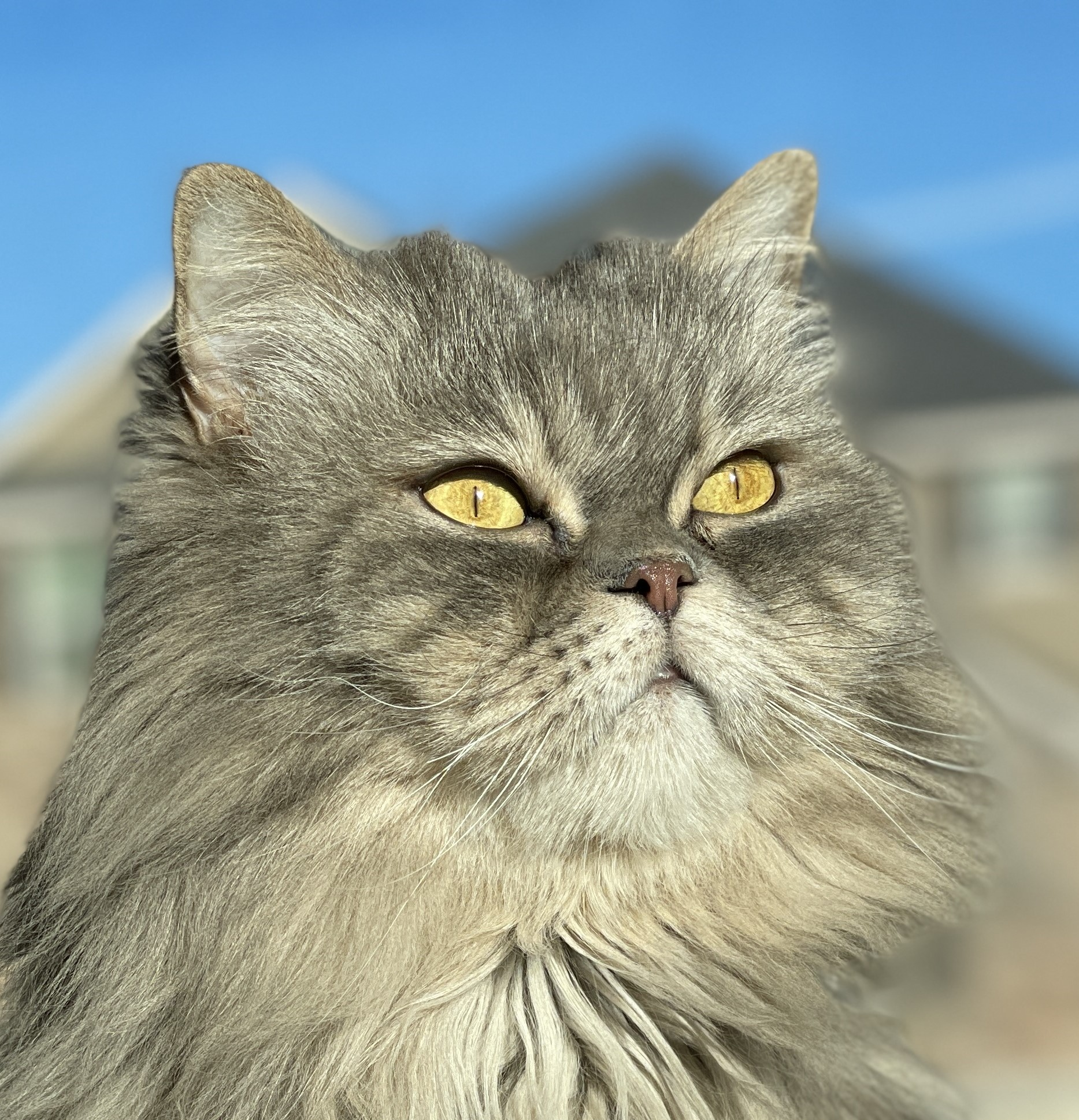 Silver tabby Persian cat